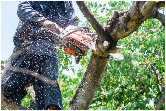 tree services Beallsville